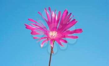 Pink flower in Spring with a cler blue sky
