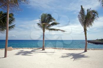Beach, palm trees and ocean