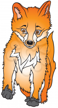 Royalty Free Photo of a Fox