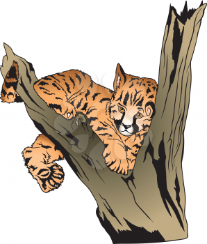 Royalty Free Clipart Image of a Baby Leopard in a Tree