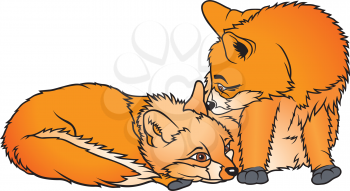 Royalty Free Clipart Image of Two Foxes