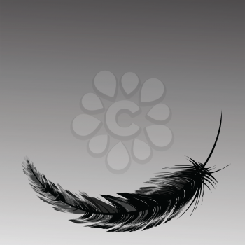 Royalty Free Clipart Image of a Black Feather