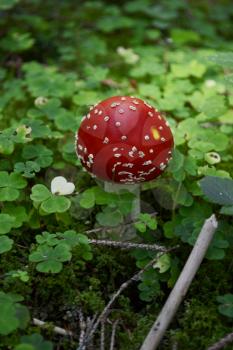 Amanita Muscaria mushroom 

