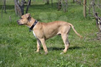 American Staffordshire Terrier in the garde