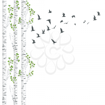 Background with birch trees and birds flying