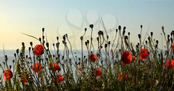 Red poppies  on the shore of the sea in the moorning
