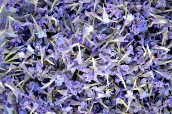 Pile of purple flowers of Glechoma hederacea