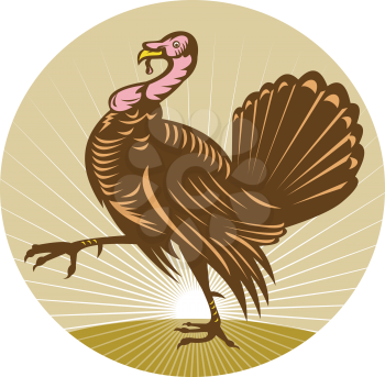 Royalty Free Clipart Image of a Turkey Walking