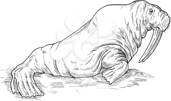 Royalty Free Clipart Image of a Sketch of a Walrus