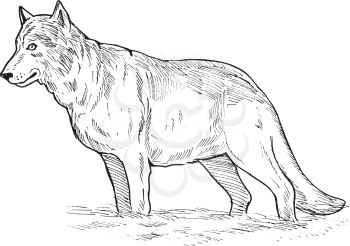 Royalty Free Clipart Image of a Wolf Sketch