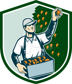 Illustration of a fruit picker fruit worker picking plum viewed from the front set inside shield shape done in retro style.