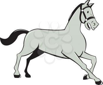 Illustration of a horse trotting cantering viewed from the side set on isolated white background done in cartoon style. 