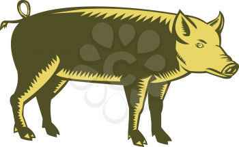Illustration of a tamworth pig standing viewed from the side set on isolated white background done in retro woodcut style. 