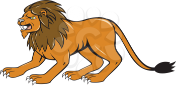 Illustration of an angry lion big cat roaring crouching viewed from the side set on isolated white background done in cartoon style. 