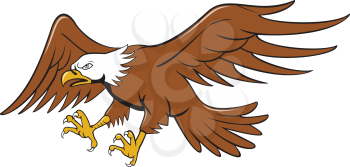 Illustration of an american bald eagle swooping flying viewed from the side set on isolated white background done in cartoon style. 