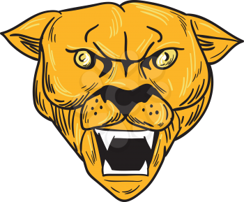 Drawing sketch style illustration of an angry cougar mountain lion head showing fangs viewed from front set on isolated white background. 