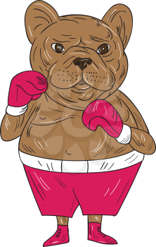 Illustration of a french bulldog boxer in a boxing stance viewed from front set on isolated white background done in cartoon style. 