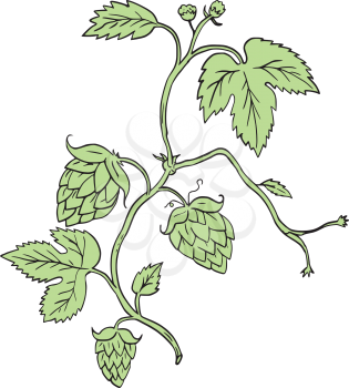 Drawing sketch style illustration of a Hop plant Humulus lupulus with flowers and seed cones or strobiles climbing set on isolated white background. 