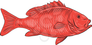 Drawing sketch style illustration of an Australasian snapper, silver seabream, Pagrus auratus, a species of porgie found in coastal waters of Australia, Philippines, Indonesia, China, Taiwan, Japan an