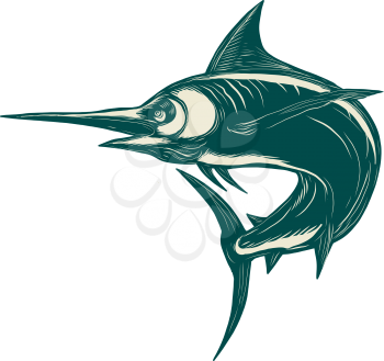 Scratchboard style illustration of a blue marlin, marlin, sailfish , bill fish or game fish jumping done on scraperboard on isolated background.