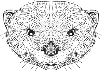 Illustration of an Asian Small-Clawed Otter Head done in hand Drawing sketch style on isolated background.