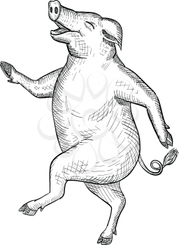 Drawing sketch style illustration of a happy and jolly pig, hog or boar dancing, walking or taking a stride viewed from side on isolated white background in black and white.