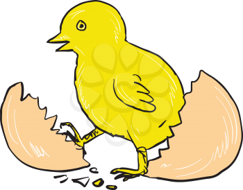Drawing sketch style illustration of a chick cracking hatching out of egg on isolated white background.