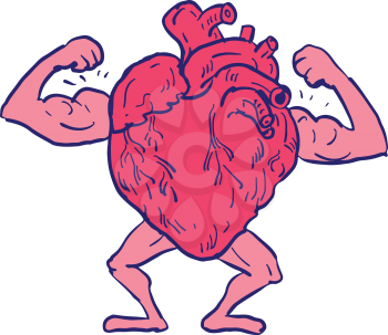 Drawing sketch style illustration of a healthy heart flexing its muscle viewed from front on isolated white background.