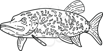 Mono line style illustration of a northern pike,Esox lucius, also known as a pike,Great Lakes pike,grass pike, snot rocket or jackfish done in Black and White.