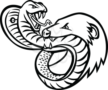 Mascot illustration of a venomous king cobra snake and mongoose fighting, biting and attacking each other viewed from front on isolated background in retro black and white style.
