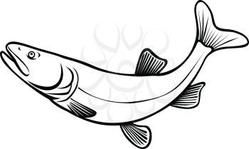 Retro style illustration of a Colorado pikeminnow, Ptychocheilus lucius or Colorado squawfish, a large minnow native to the Colorado River leaping on isolated background done in black and white.