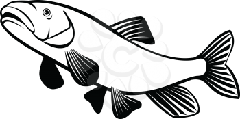 Retro style illustration of a shortnose sucker,  a rare species of fish in the family Catostomidae, the suckers, native to Oregon and California jumping on isolated background done in black and white.
