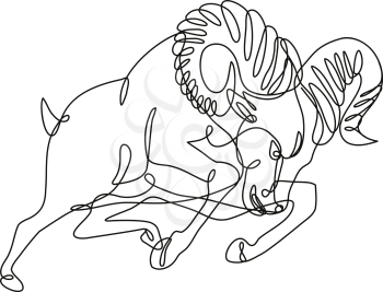 Continuous line drawing illustration of a bighorn sheep ram jumping and attacking done in mono line or doodle style in black and white on isolated background. 