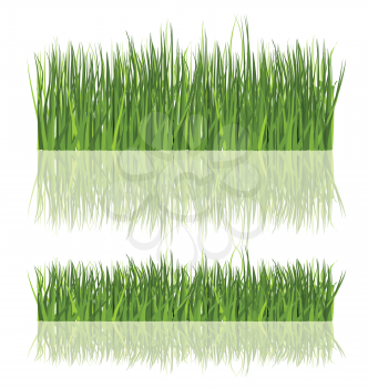 Fresh Grass Isolated 