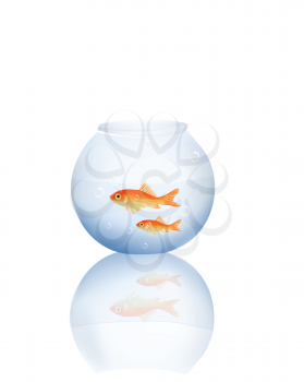 Goldfish in Water 