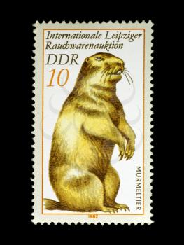 Royalty Free Photo of a Marmot on a Stamp from East Germany
