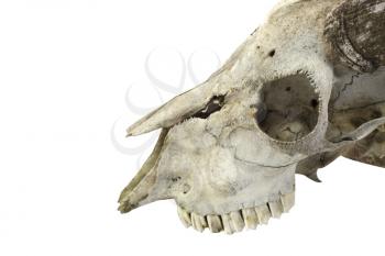 Royalty Free Photo of a Ram Skull