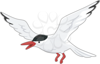 Royalty Free Clipart Image of an Arctic Tern