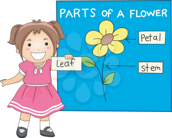 Illustration of a Girl Identifying the Parts of a Flower