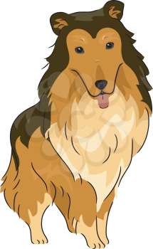 Illustration Featuring a Collie