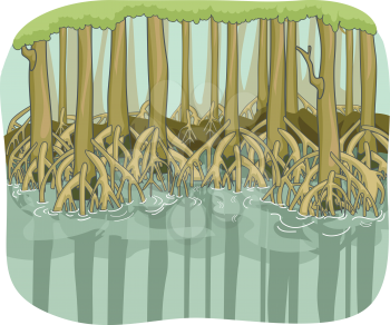 Illustration of a Mangrove Swamp with the Roots Clearly Visible