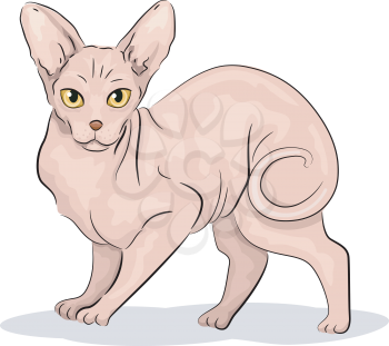 Illustration of a Cute Sphynx Cat With its Tail All Curled Up