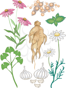 Illustration Featuring  Common Herbal Medicines