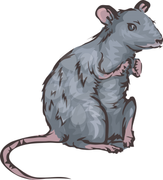 Illustration Featuring a Rat
