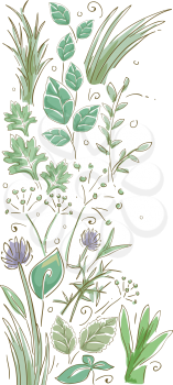 Border Illustration Featuring Common Herbs