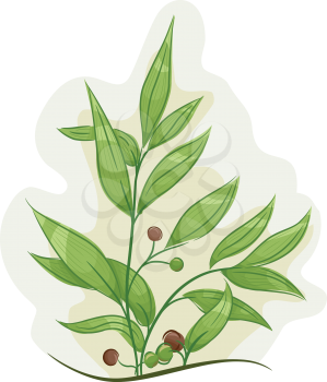 Illustration of a Tea Tree Plant with Healthy Leaves and Fruits