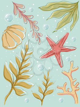 Colorful Illustration of Different Types of Seaweeds