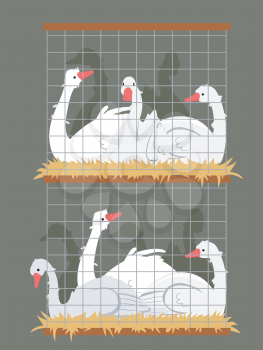 Illustration of Geese Crowded In a Stage of Cages. Overcrowding