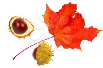 Split in half prickly fruit of the horse chestnut and red maple leaf