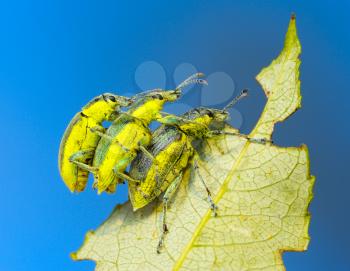Royalty Free Photo of Three Weevil Beetles (Coleoptera, Curculionidae) on a Leaf of a Tree Against the Blue Sky.